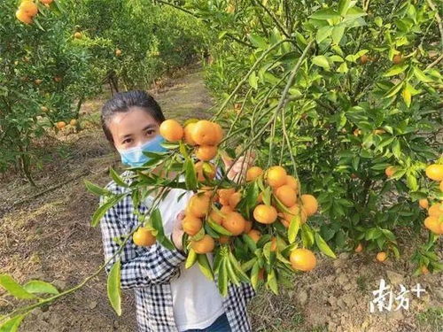 惠城蘆洲90后扶貧專干變身“網紅主播”，直播帶貨助力農副產品暢銷