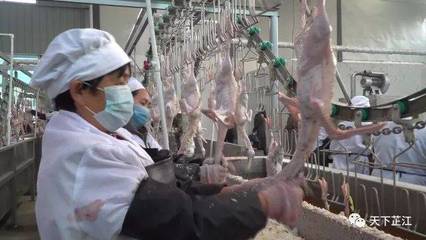明友食品 年屠宰300萬羽芷江鴨項目投產，填補白條鴨市場空白，助力農副產品銷售升級